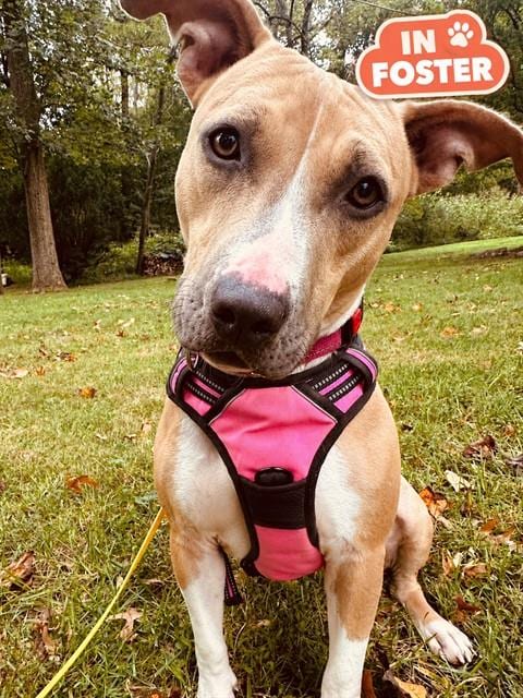 Photo of Fawn, adoptable American Pit Bull Terrier in Westminster, Maryland