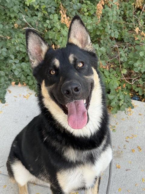 Photo of Cream Cheese Danish, adoptable German Shepherd Dog in West Valley, Utah