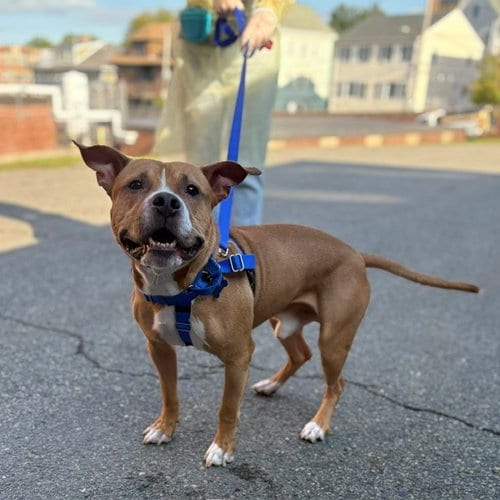 Photo of Roko, adoptable Pit Bull Terrier in Boston, Massachusetts