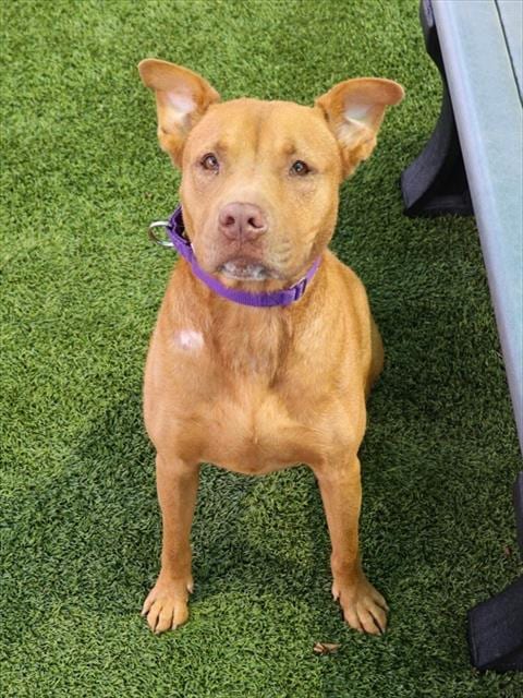 Photo of Carrie, adoptable Pit Bull Terrier in Statesville, North Carolina