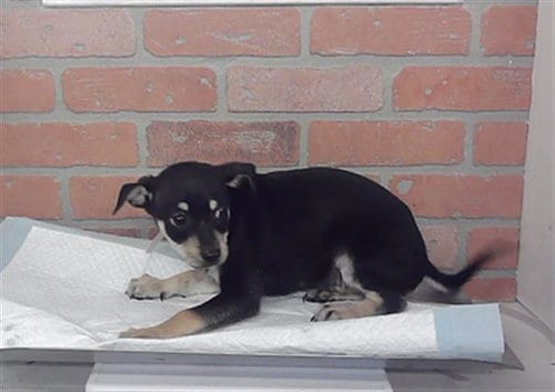 Photo of Rusty, adoptable Chihuahua in Houston, Texas