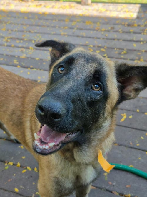 Photo of Rupert, adoptable Shepherd in Hillside, Illinois