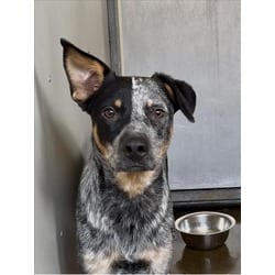 Photo of Almond, adoptable Australian Cattle Dog in San Bernardino, California