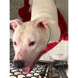 Photo of Phoenix, adoptable Mixed Breed (Medium) in New Castle, Delaware