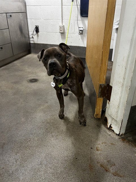 Photo of Elias, adoptable Pit Bull Terrier in Forestville, Maryland