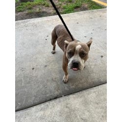 Photo of Billy, adoptable Terrier (Unknown Type, Medium) in Doral, Florida