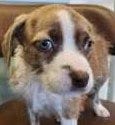 Photo of Imogen, adoptable Terrier in Royal Palm Beach, Florida