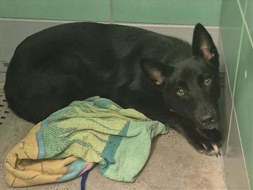 Photo of A2096242, adoptable German Shepherd Dog in Houston, Texas