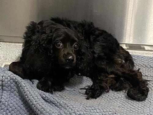 Photo of Anakin, adoptable Cocker Spaniel in Orange, California