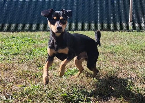 Photo of Schnitzel, adoptable Manchester Terrier in Springfield, Massachusetts
