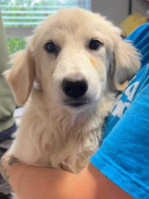 Photo of Clydesdale, adoptable Great Pyrenees in Bolivar, Missouri