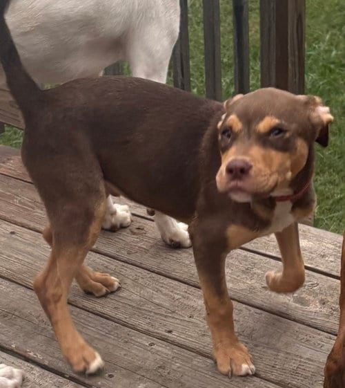 Photo of Petrov, adoptable Pit Bull Terrier in Evansville, Indiana