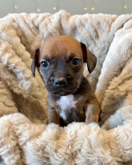 Photo of Pickles, adoptable French Bulldog in Corona, California