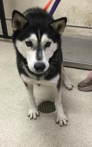 Photo of Sushi, adoptable Siberian Husky in Riverside, California