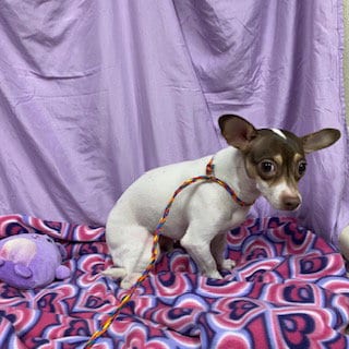 Photo of A615054, adoptable Chihuahua in Modesto, California