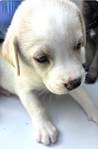 Photo of A661734, adoptable Labrador Retriever in Houston, Texas
