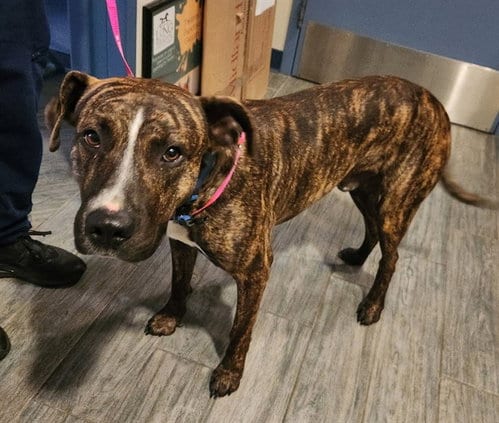 Photo of Pop Rocks, adoptable Pit Bull Terrier in Maryland, Missouri
