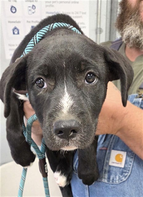 Photo of Raggs/ Scout, adoptable Labrador Retriever in Lake Isabella, California