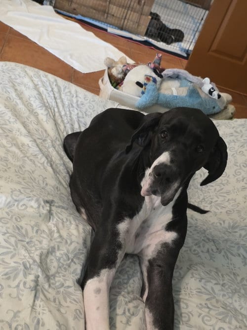 Photo of Daisy, adoptable Great Dane in Palm Beach, Florida