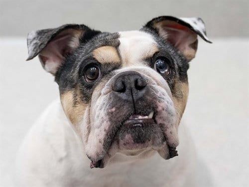 Photo of Angel, adoptable English Bulldog in Denver, Colorado