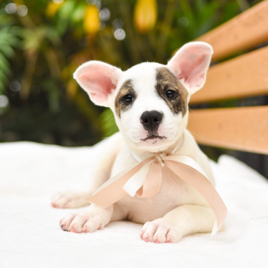 Photo of Haupia, adoptable Mixed Breed (Medium) / Mixed Breed (Large)
