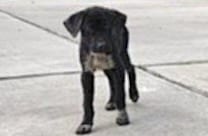 Photo of Senior German Shepherd Dog mix, adoptable German Shepherd Dog mix in Houston, Texas