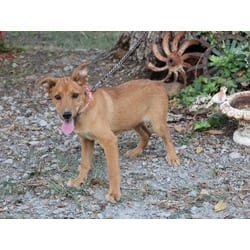 Photo of Maycie, adoptable Sheltie, Shetland Sheepdog in Medfield, Massachusetts