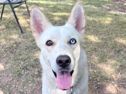 Photo of Becka, adoptable dog in Georgetown, Texas