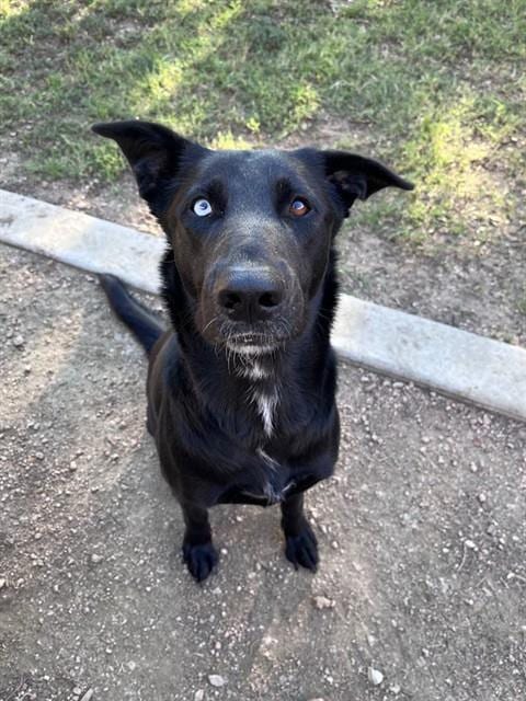Photo of Cassie, adoptable German Shepherd Dog in Plano, Texas