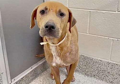 Photo of Billy, adoptable Rhodesian Ridgeback in Houston, Texas