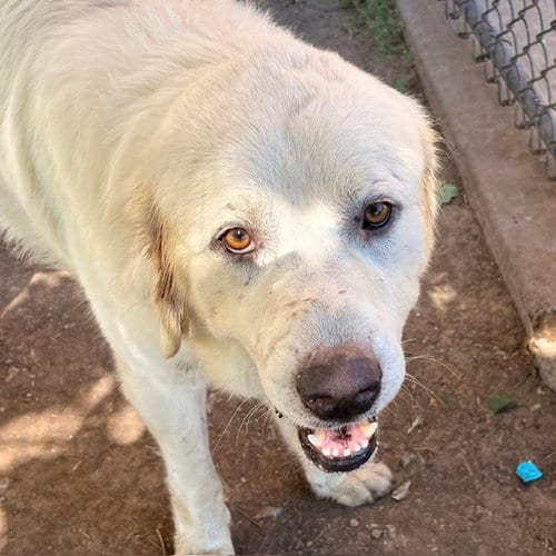 Photo of Gilbert, adoptable Great Pyrenees in Tulsa, Oklahoma