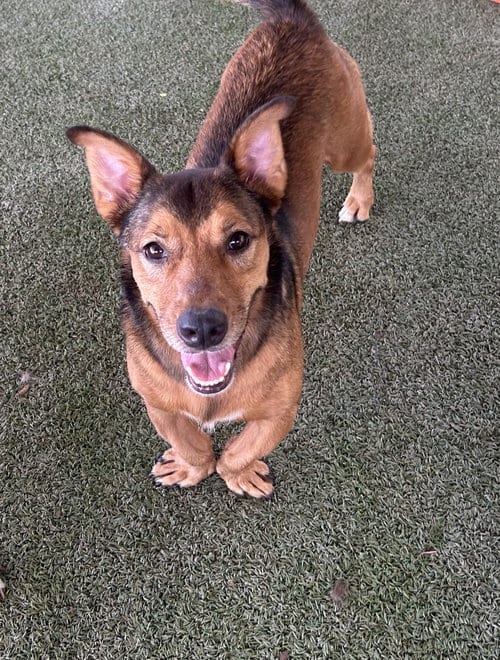 Photo of Christian, adoptable Basset Hound in Pipe Creek, Texas