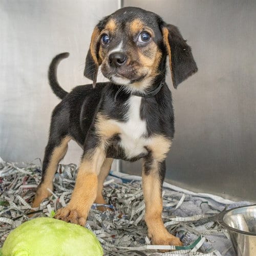 Photo of Hannah, adoptable Beagle in St Louis, Missouri