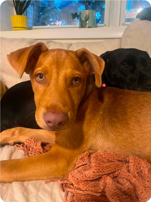 Photo of Rusty-M, adoptable Unknown breed (short coat) in Paramus, New Jersey