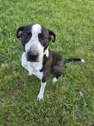 Photo of Jeffrey, adoptable Australian Cattle Dog/Blue Heeler in Waco, Texas