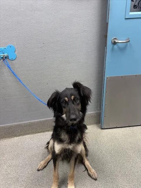 Photo of Hatty Mary, adoptable German Shepherd Dog in Las Vegas, Nevada