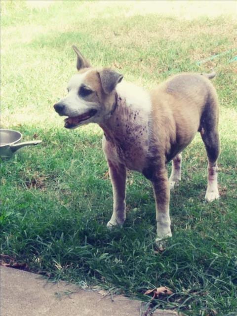 Photo of Una, adoptable Queensland Heeler in Tulsa, Oklahoma