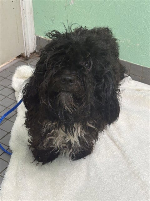 Photo of Oreo, adoptable Poodle (Standard) in Killeen, Texas