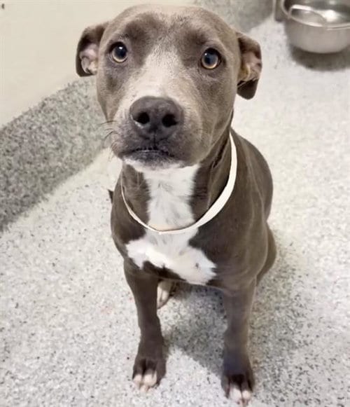 Photo of A662589, adoptable Pit Bull Terrier in Houston, Texas