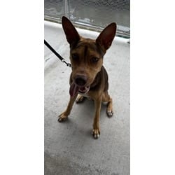 Photo of Enzo, adoptable Terrier (Unknown Type, Medium) in Doral, Florida