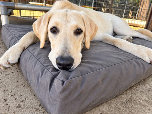 Photo of Nico, adoptable Labrador Retriever in Clovis, California