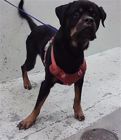 Photo of Dodi, adoptable Rottweiler in Houston, Texas