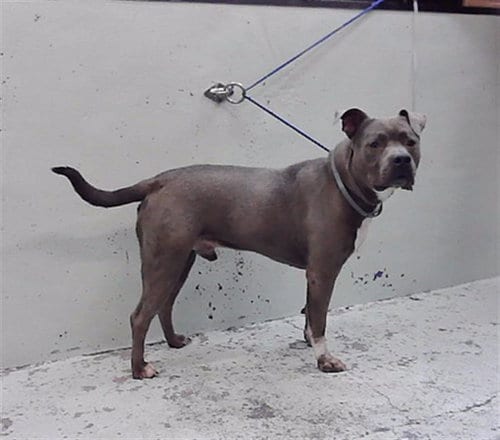 Photo of Prince Williams, adoptable Staffordshire Bull Terrier in Houston, Texas