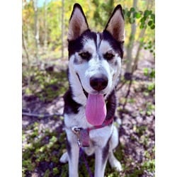 Photo of Brian, adoptable Husky in Frisco, Colorado