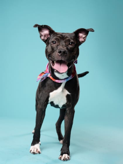 Photo of Twyla, adoptable dog in Atlanta, Georgia