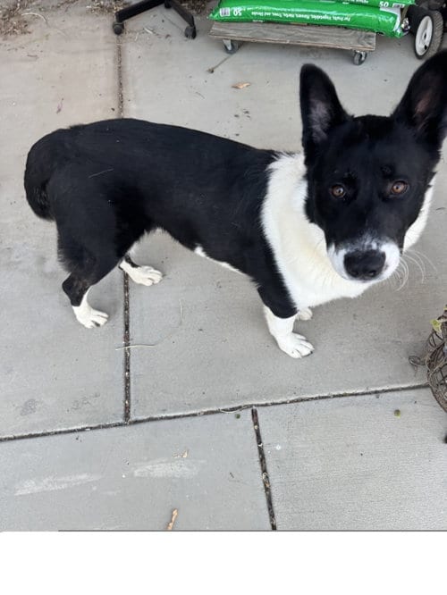Photo of Oso, adoptable German Shepherd Dog in ROSEVILLE, California