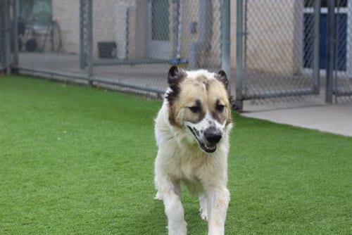 Photo of Beatriz, adoptable Great Pyrenees in Grand Prairie, Texas