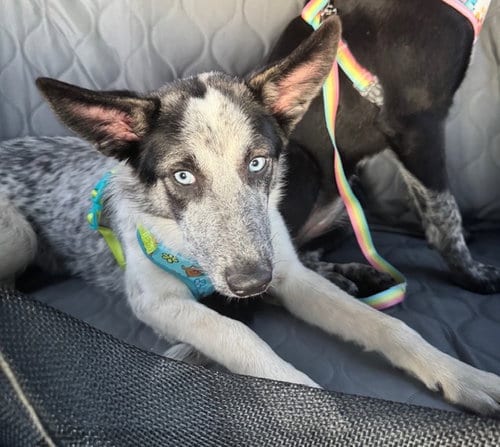Photo of Lilly, adoptable Border Collie in Newfoundland, Pennsylvania
