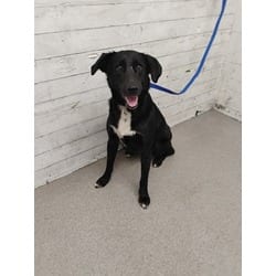 Photo of Miss Waggleton, adoptable Labrador Retriever in San Bernardino, California