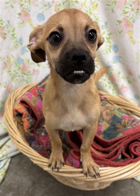 Photo of Chad, adoptable Pug in Rosenberg, Texas